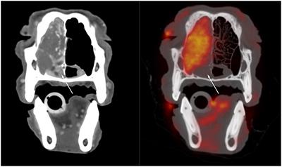 Role of Positron Emission Tomography in Imaging of Non-neurologic Disorders of the Head, Neck, and Teeth in Veterinary Medicine